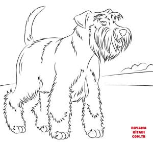 Köpek boyama sayfası, Dog coloring page, , dogs miniature schnauzer 