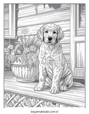 Köpek Boyama