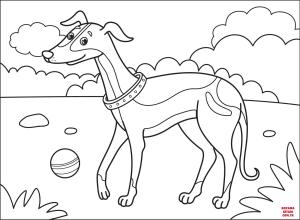 Köpek boyama sayfası, Dog coloring page, , dogs greyhound 