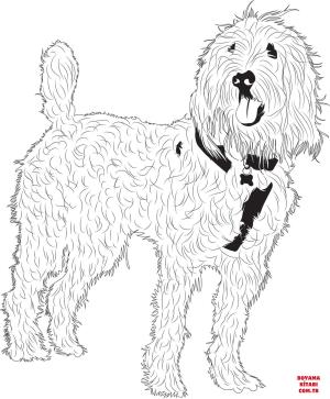 Köpek boyama sayfası, Dog coloring page, , dogs golden doodle 