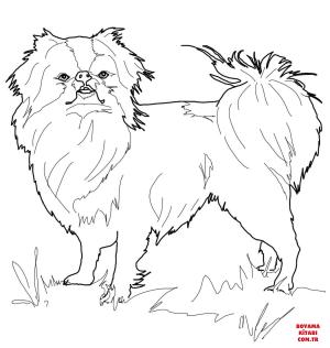 Köpek boyama sayfası, Dog coloring page, , dogs japanese chin 