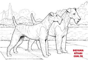 Köpek boyama sayfası, Dog coloring page, , dogs airedale terrier 