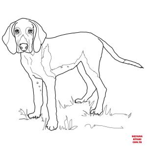 Köpek boyama sayfası, Dog coloring page, , dogs american foxhound 
