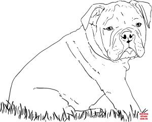 Köpek boyama sayfası, Dog coloring page, , dogs bulldog puppy 