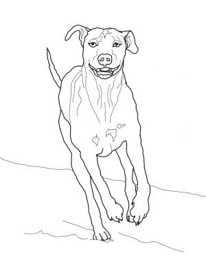 Köpek boyama sayfası, Dog coloring page, , dogs rhodesian ridgeback 