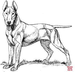 Köpek boyama sayfası, Dog coloring page, , dogs bull terrier 