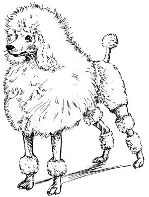 Köpek boyama sayfası, Dog coloring page, , dogs poodle 