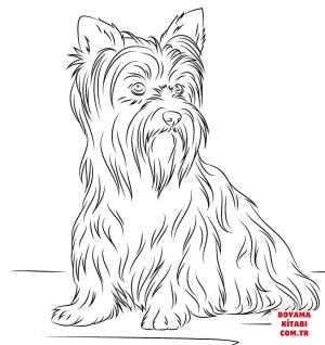 Köpek boyama sayfası, Dog coloring page, , dogs yorkshire terrier