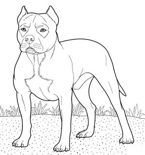 Köpek boyama sayfası, Dog coloring page, , dogs pitbull 