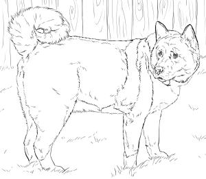 Köpek boyama sayfası, Dog coloring page, Ücretsiz Yazdırılabilir Amerikan Akita’yı Çizin, 