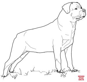 Köpek boyama sayfası, Dog coloring page, , dogs rottweiler 