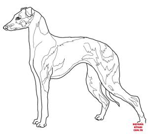 Köpek boyama sayfası, Dog coloring page, , dogs italian greyhound 