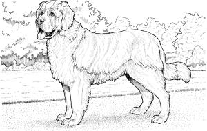 Köpek boyama sayfası, Dog coloring page, , dogs saint bernard 