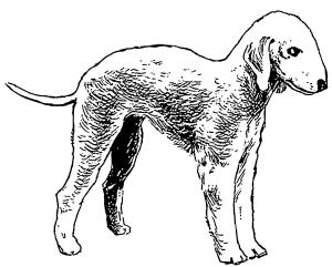 Köpek boyama sayfası, Dog coloring page, , dogs bedlington terrier 