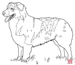 Köpek boyama sayfası, Dog coloring page, , dogs australian shepherd 