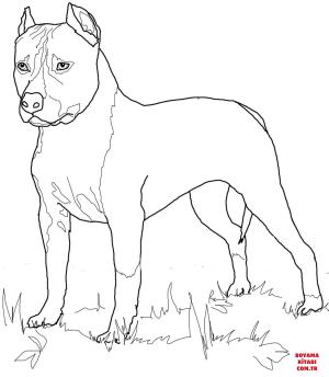 Köpek boyama sayfası, Dog coloring page, , dogs american staffordshire terrier 