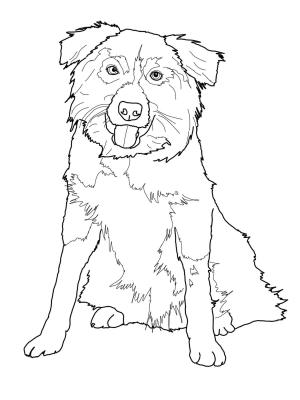 Köpek boyama sayfası, Dog coloring page, , dogs border collie 