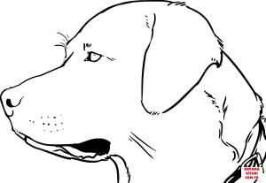 Köpek boyama sayfası, Dog coloring page, , dogs labrador head 