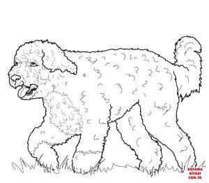 Köpek boyama sayfası, Dog coloring page, , dogs portuguese water dog 