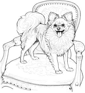 Köpek boyama sayfası, Dog coloring page, , dogs papillon 