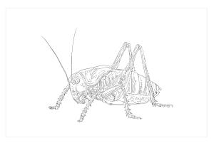 Kriket boyama sayfası,  coloring page, Benekli Bush Cricket, 