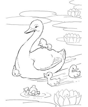 Kuğu boyama sayfası,  coloring page, Temel Aile Kuğu, 