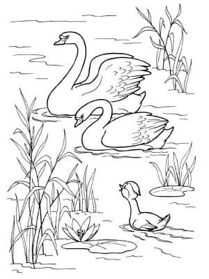 Kuğu boyama sayfası,  coloring page, Aile Kuğu, 