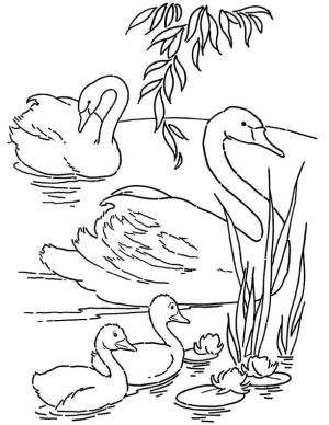 Kuğu boyama sayfası,  coloring page, Kuğu ve Aile, 