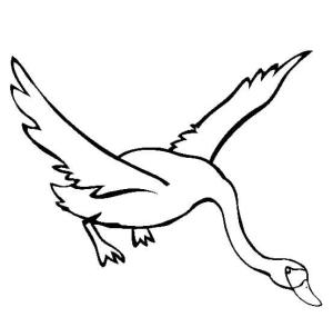 Kuğu boyama sayfası,  coloring page, Kuğu Uçan, 