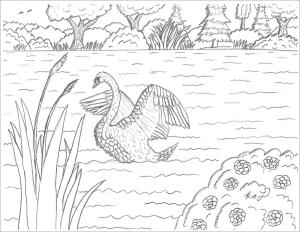 Kuğu boyama sayfası,  coloring page, Kuğu Gölü, 