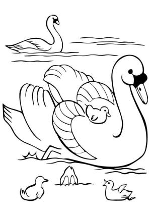 Kuğu boyama sayfası,  coloring page, Basit Aile Kuğuları, 