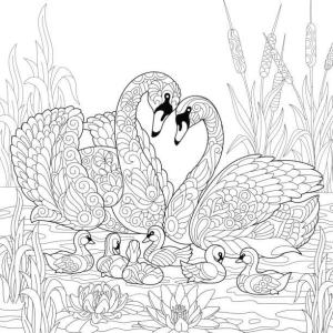 Kuğu boyama sayfası,  coloring page, Aile Kuğu Yetişkin Içindir, 