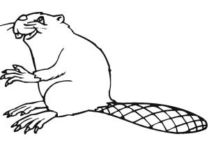 Kunduz boyama sayfası, Beaver coloring page, Kunduz 12, 