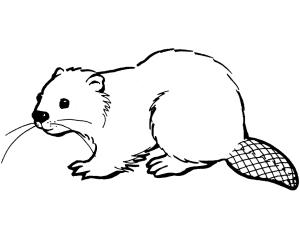 Kunduz boyama sayfası, Beaver coloring page, Kunduz 16, 