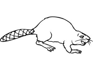 Kunduz boyama sayfası, Beaver coloring page, Kunduz 13, 