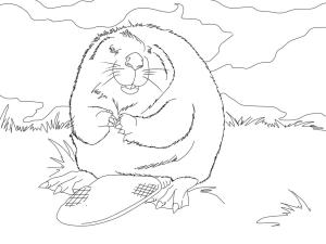 Kunduz boyama sayfası, Beaver coloring page, Kunduz 18, 