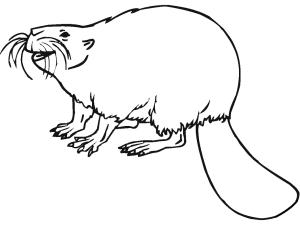 Kunduz boyama sayfası, Beaver coloring page, Kunduz 14, 