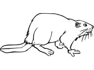 Kunduz boyama sayfası, Beaver coloring page, Kunduz 10, 