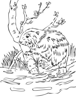 Kunduz boyama sayfası, Beaver coloring page, Kunduz 19, 