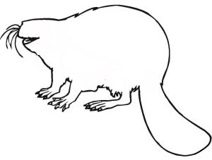 Kunduz boyama sayfası, Beaver coloring page, Kunduz 9, 