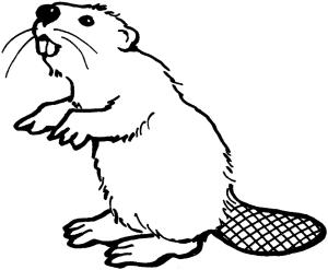 Kunduz boyama sayfası, Beaver coloring page, Kunduz 17, 