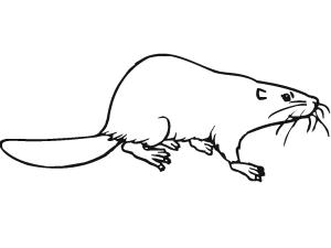 Kunduz boyama sayfası, Beaver coloring page, Kunduz 15, 