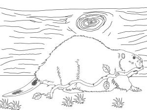 Kunduz boyama sayfası, Beaver coloring page, Kunduz, 