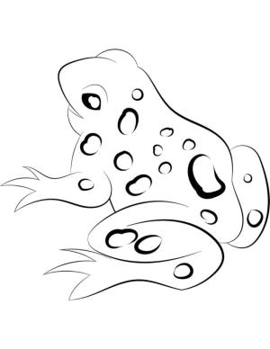 Kurbağa boyama sayfası, coloring page, Büyük Benekli Kurbağa Boyama Kitabı,