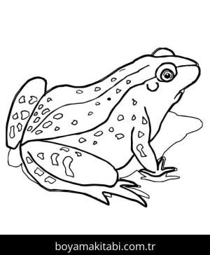 Kurbağa boyama sayfası – basit çizim, kolay boyama