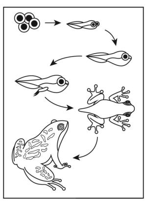 Kurbağa boyama sayfası,  coloring page, Yumurtadan kurbağaya evrim., 