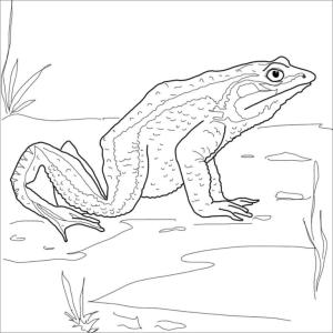 Kurbağa boyama sayfası,  coloring page, Sivilce kurbağa, 