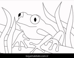 Kurbağa Boyama