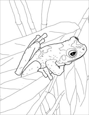 Kurbağa boyama sayfası,  coloring page, Üzgün kurbağa., 