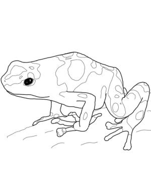 Kurbağa boyama sayfası, coloring page, Benekli kurbağa.,